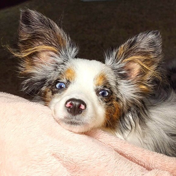 Meet your Posher, Willameenablue - Picture 8 of 9